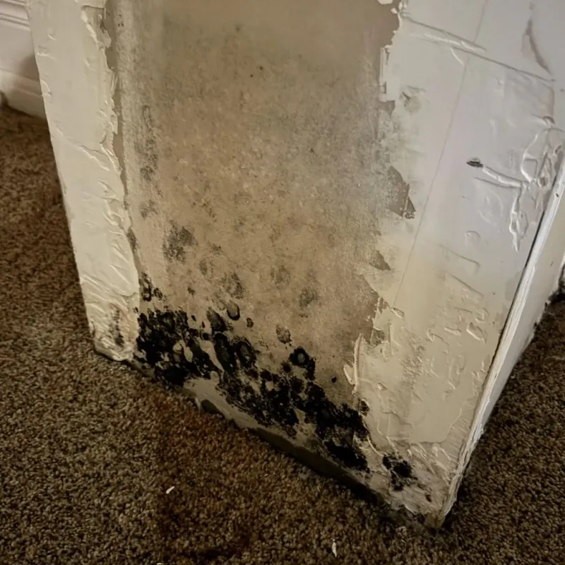 Professional Mold Removal in Prince William County, VA